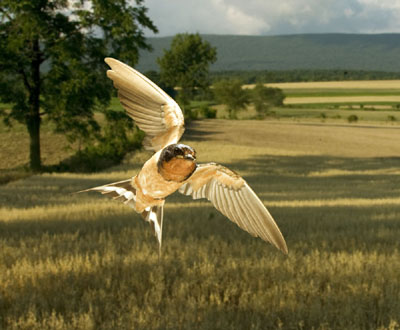 barn swallow